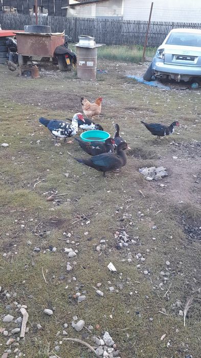 Vand rațe leșești