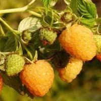 Arbuști Fructiferi (Zmeur Galben )