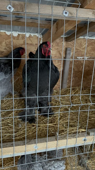 Disponibila pereche de brahma albastru