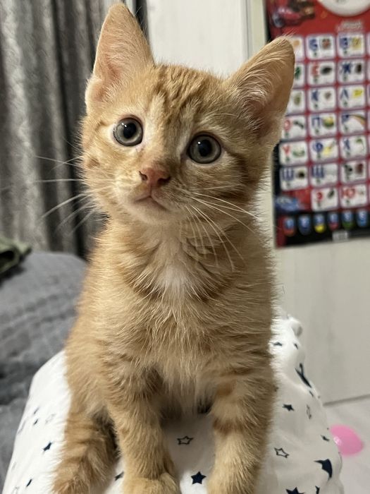 Котик 2.5 месяца