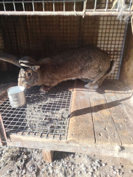 Продам кролих. Фландеров.