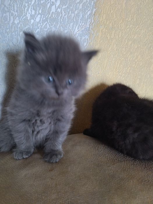 Продаются шодланские котята