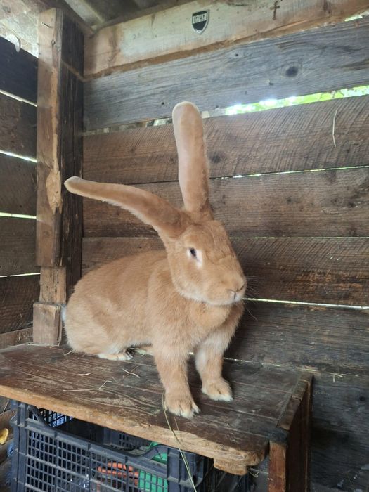 Femela uriaș german