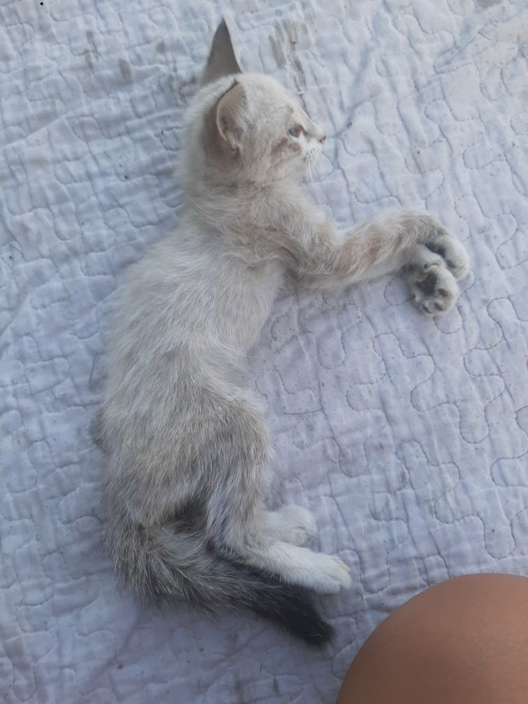 кот Шымкент шымкент