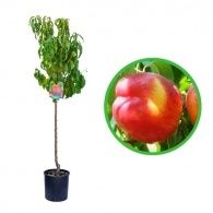 Pomi fructiferi la Ghiveci (NECTARIN)