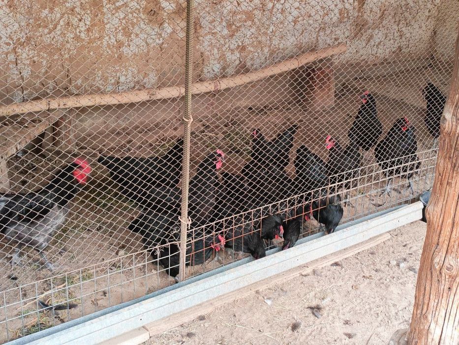 Qora shahzoda va Jersiy zotidagi tovuq tuhumlari sotiladi