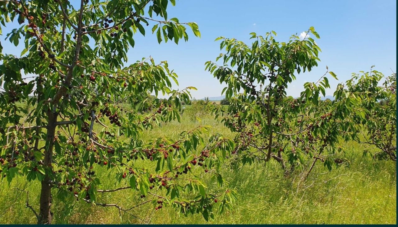 Продава се Земеделски имот в с. Червен, Област Пловдив -  кв.м за 1943 €/дка - Снимка #3