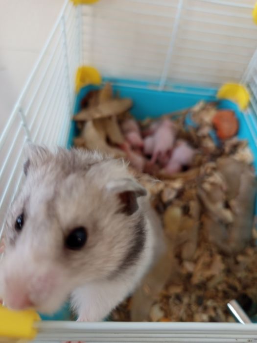 Продавам хамстери. 5лв/ брой