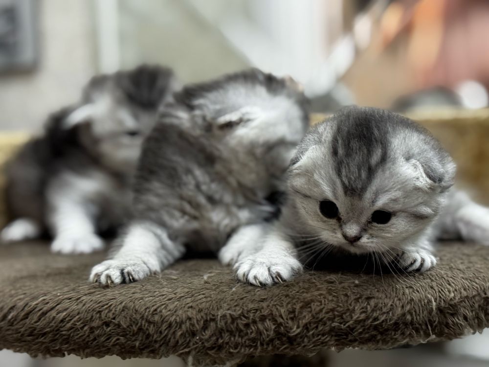 Скотиш фолд, страйт
