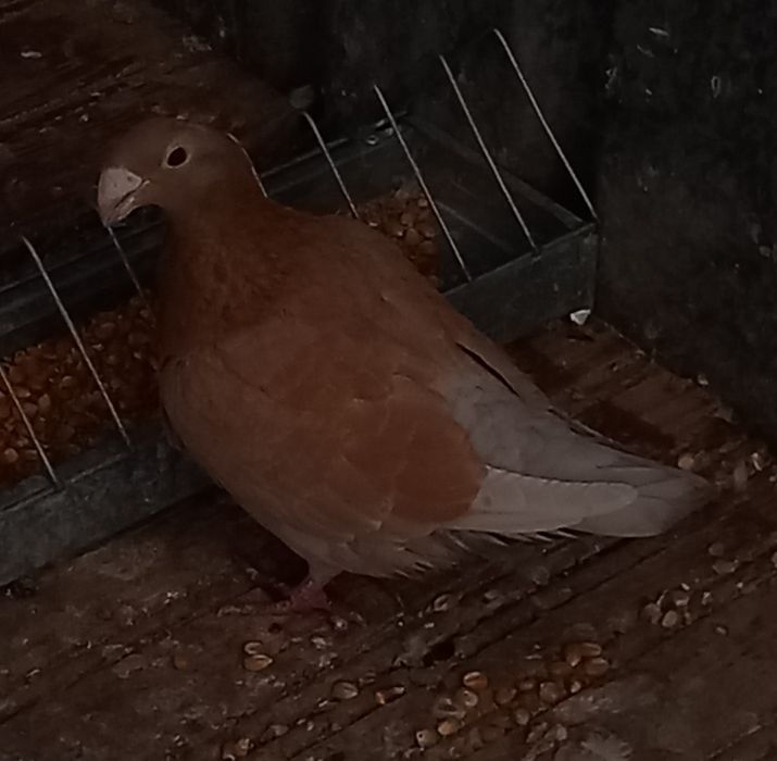 Vând femele deosebite