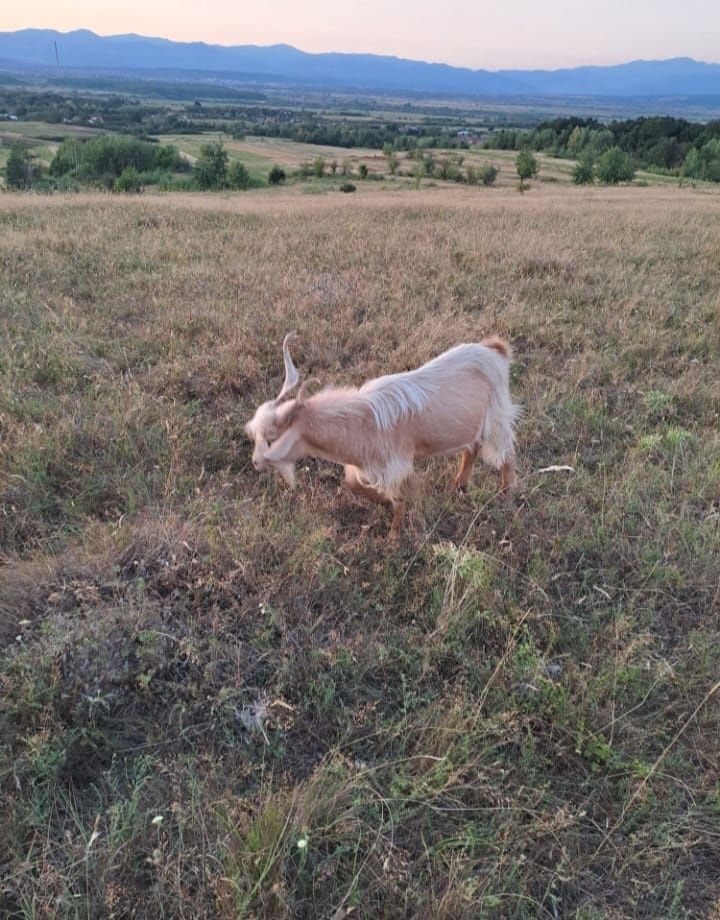 Vând țapi și iezi