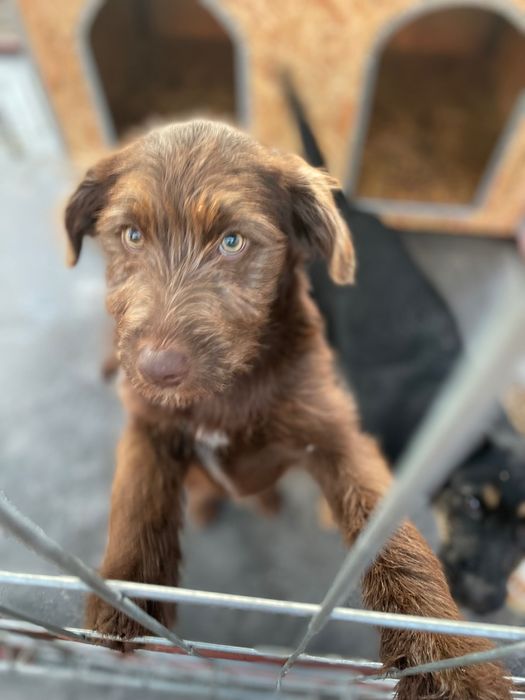 Donez cățelușă mama labrador