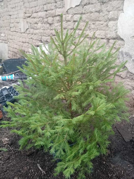 Продавам живи саксий с елхи коренната система 2 годишна която ще за