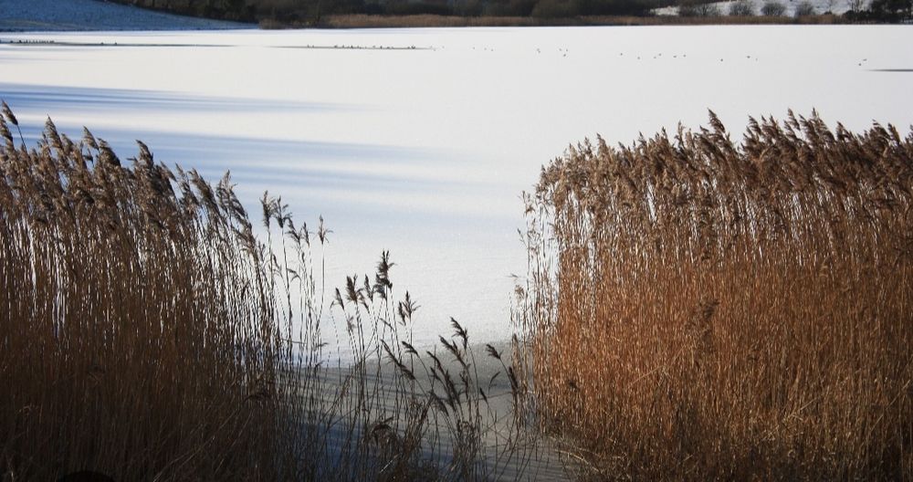 Қамыс бар быйылғы орылған