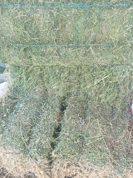 Balotii de lucernă, Floarea soarelui și Orz