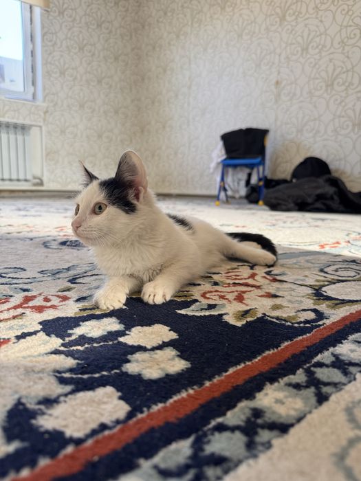 Мысык кишкентай еркек тегин