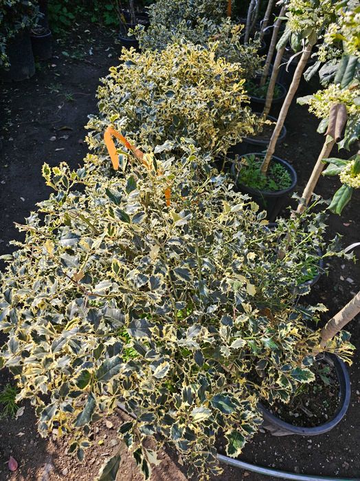 Tuia smarald lelandy braband spirale pon pon magnolia mesteacăn