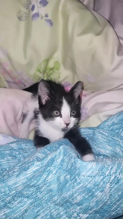 котёнок  мальчик