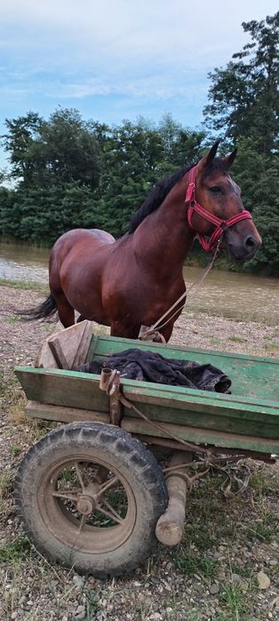 Armăsar de 10 ani de vanzare