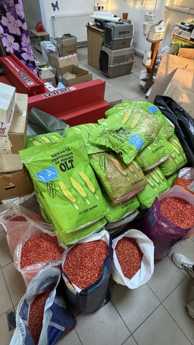 Seminte de Porumb Olt Tratat