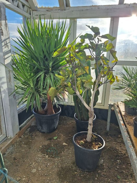 Palmier de Madagascar 70 cm si alte plante..yuca..palmieri maslini