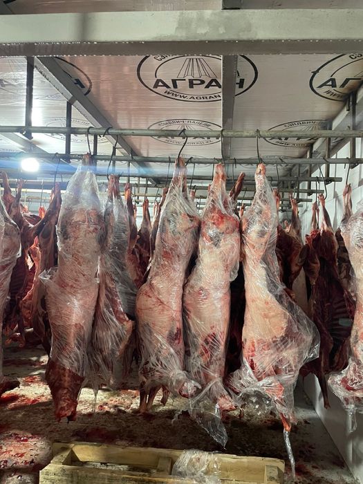 Мясо сайгака. От мямокомбината