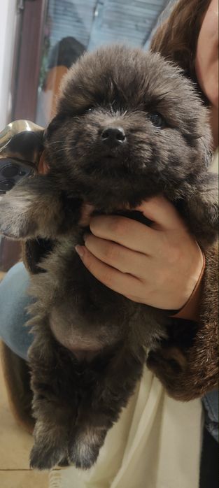 Donez cățel fetița și băiat, 2 luni