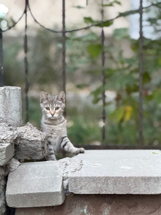 Котёнок на улице. Плачет