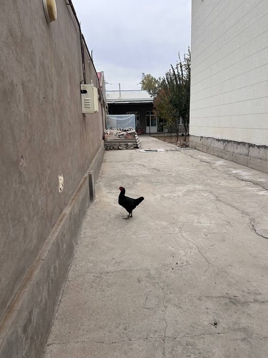 Kirov olmazor koʻchadan kiriladi a a