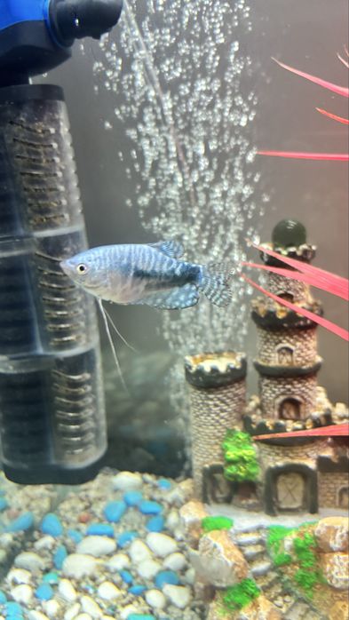 Продам рыбки для аквариума.