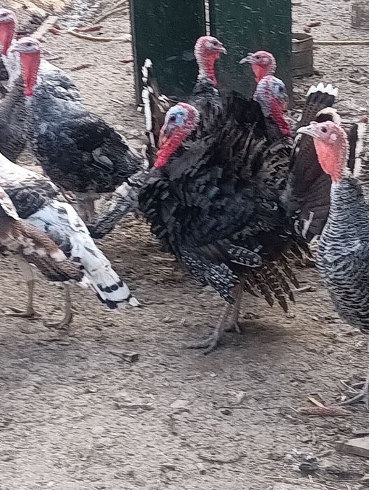 Vând familii de curci