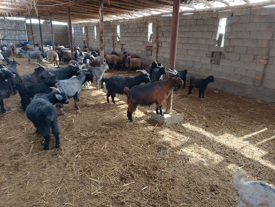 Қўй, эчки ва улоқлар сотилади. Боқилган