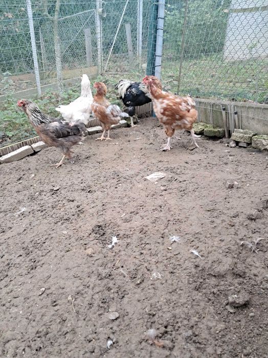 Cocoș Araucana 2024