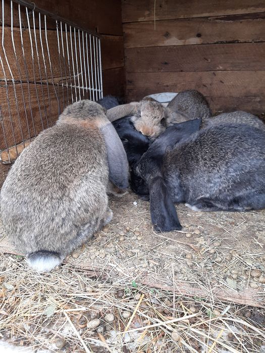 Iepurii Berbec German