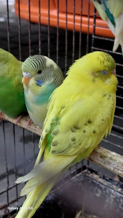 Perusi.Nimfe.Papagali cantatori. Papagali de munte.