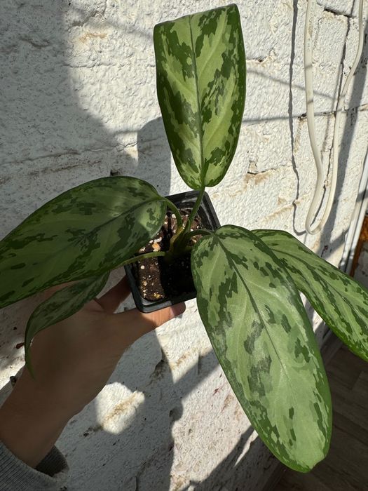 Аглаонема сильвер квин, комнатные растения