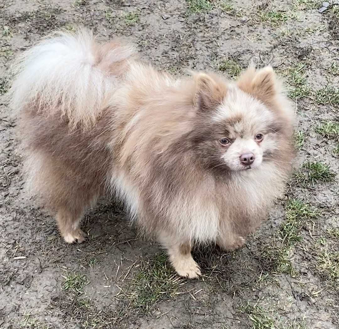 pomeranian, kleinspitz deosebit, cu pedigree