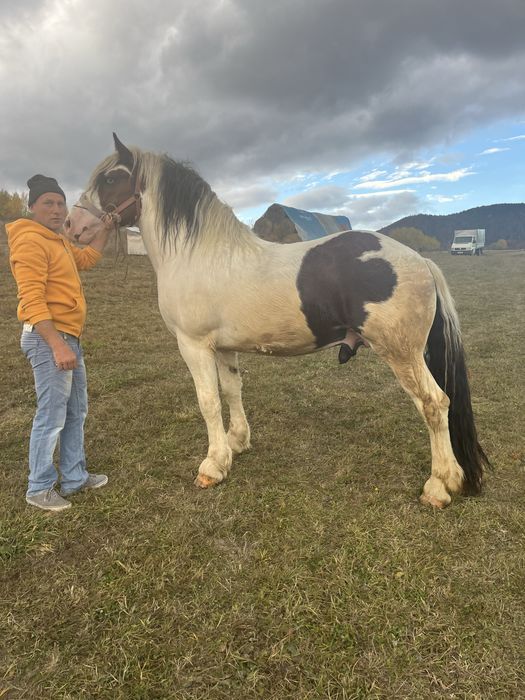 Vand armasar cu varsta de 5 ani