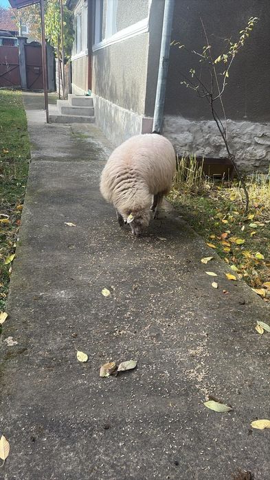 Vând oi sau schimb cu cultivator