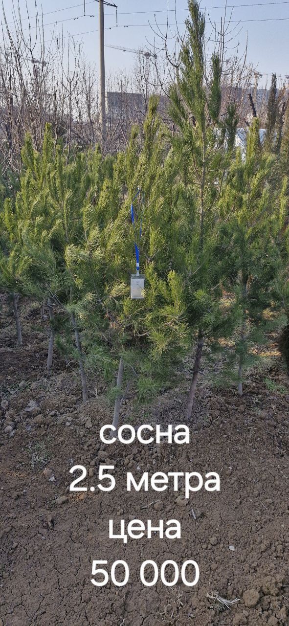 Продается дерево елка сосна