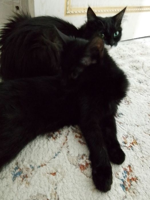 Отдам котенка в доброе руки