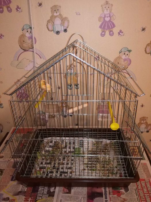 Продавам женски канарчета