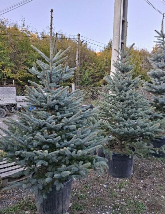 Brazi arginti cu radacină