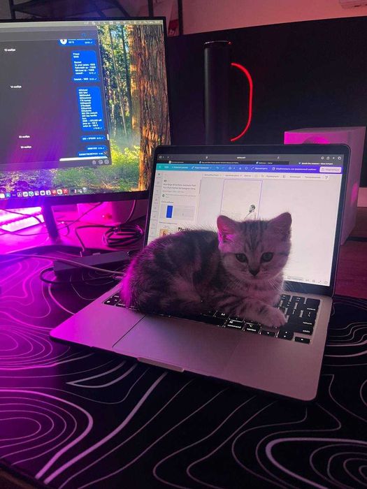 Scottish Straight, или Шотландская прямоухая кошка