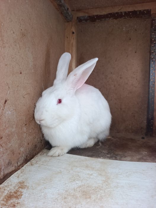 7 oyli samesla toza boqilgan.