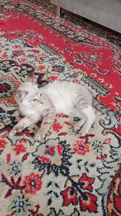 Котёнок сипмский