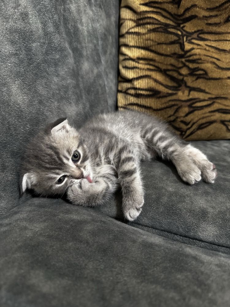 Котята скоттиш-фолд/скоттиш-страйт
