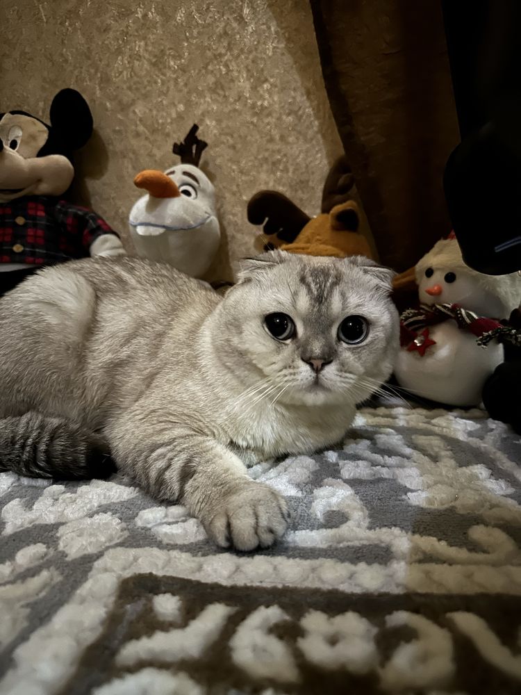 Шотландский вислоухий кот