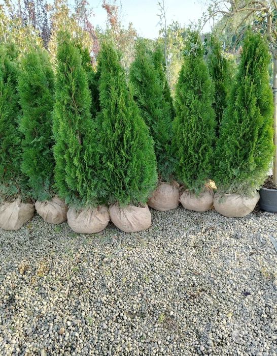 Tuia smaragd ( thuja ) leylandii 1.6m - 1.8m, gard viu natural verde