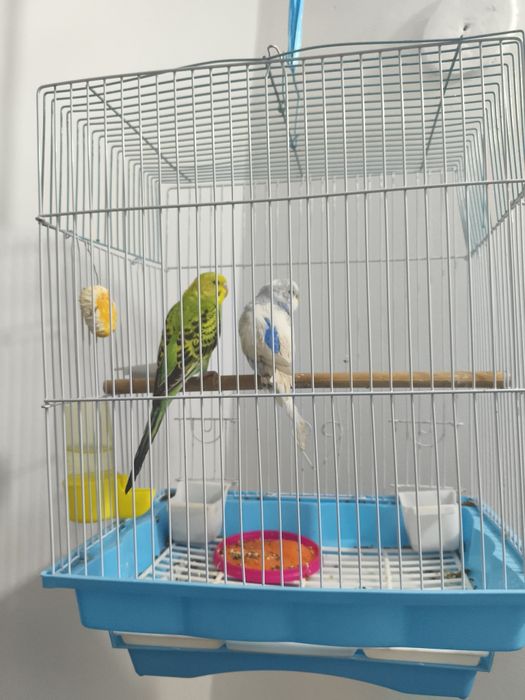Sog'lom To'tiqush 2 ta qafasi bn sotiladi bonusiga 1 kg doni